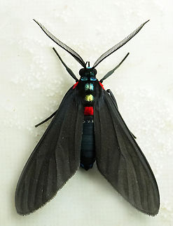 Holophaea melita Valle del Cauca
2100m Holophaea melita