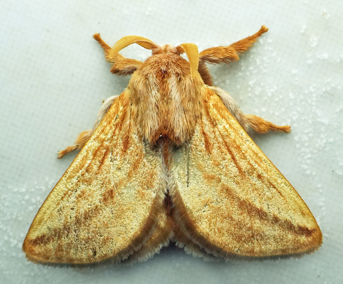 Perola clara Valle del Cauca<br />
2100m Perola clara