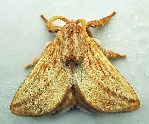 Perola clara Valle del Cauca
2100m Perola clara