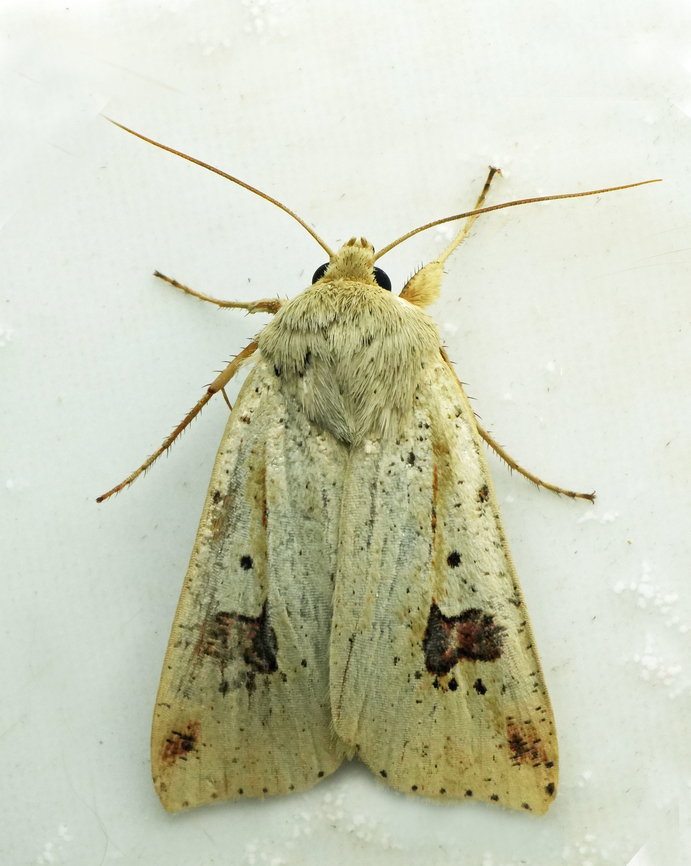 Eriopyga nigripars Valle del Cauca<br />
2100 m Eriopyga nigripars