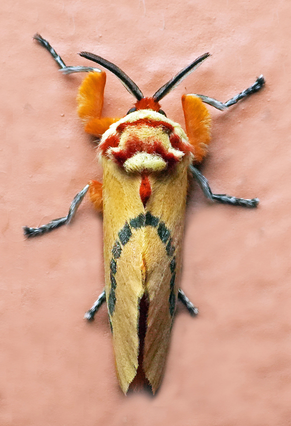 Trosia tolimata Valle del Cauca<br />
2100m Rosy ermine,Trosia dimas,Trosia tolimata