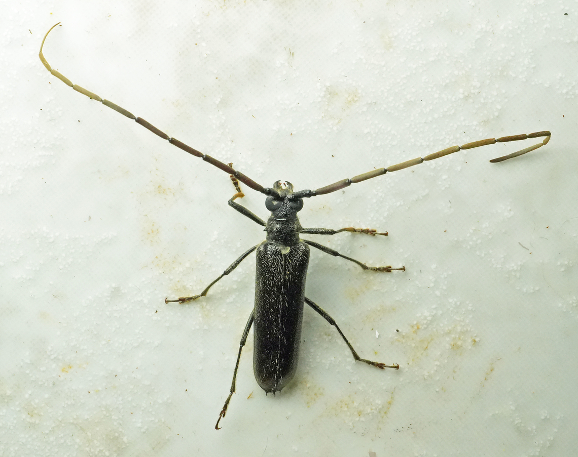 Amphelictus hovorei Valle del Cauca<br />
2100m Amphelictus hovorei