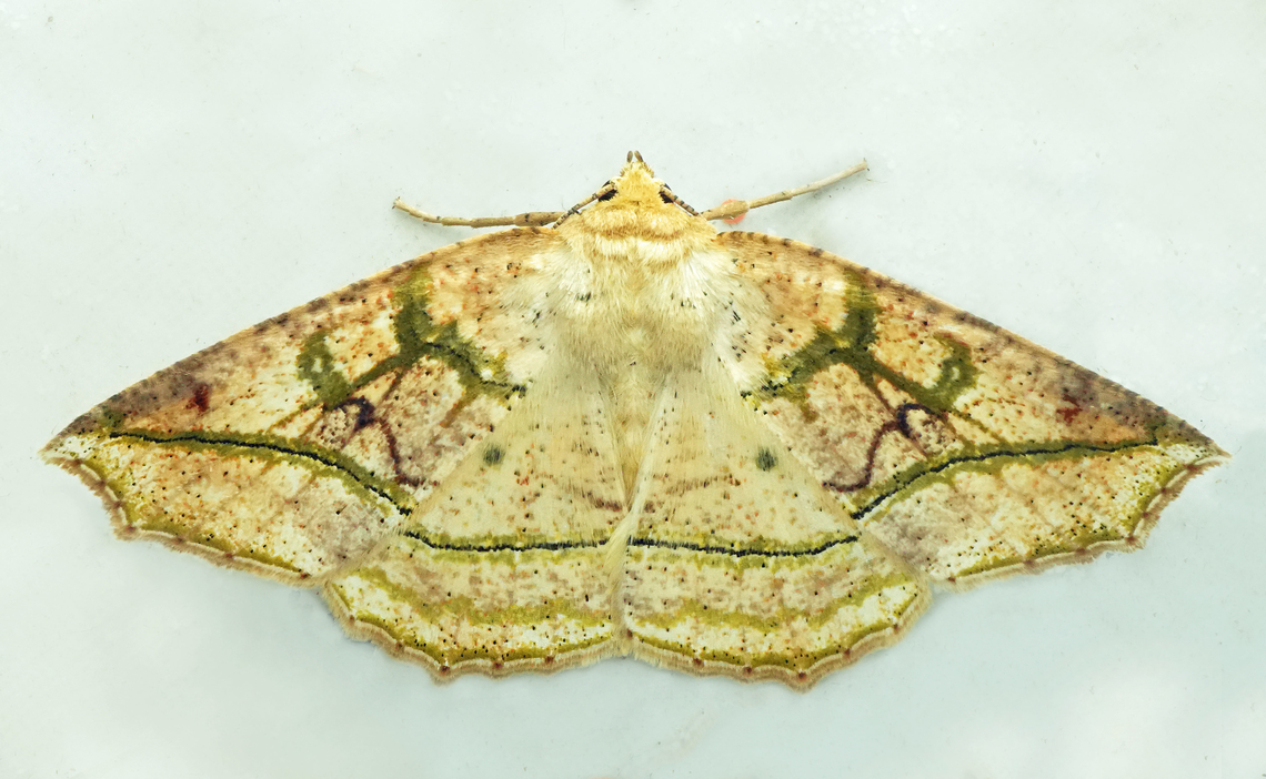 Cirsodes bella Valle del Cauca<br />
2100m Cirsodes bella