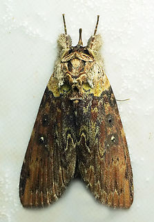 Iscadia producta Valle del Cauca
2100m Iscadia producta