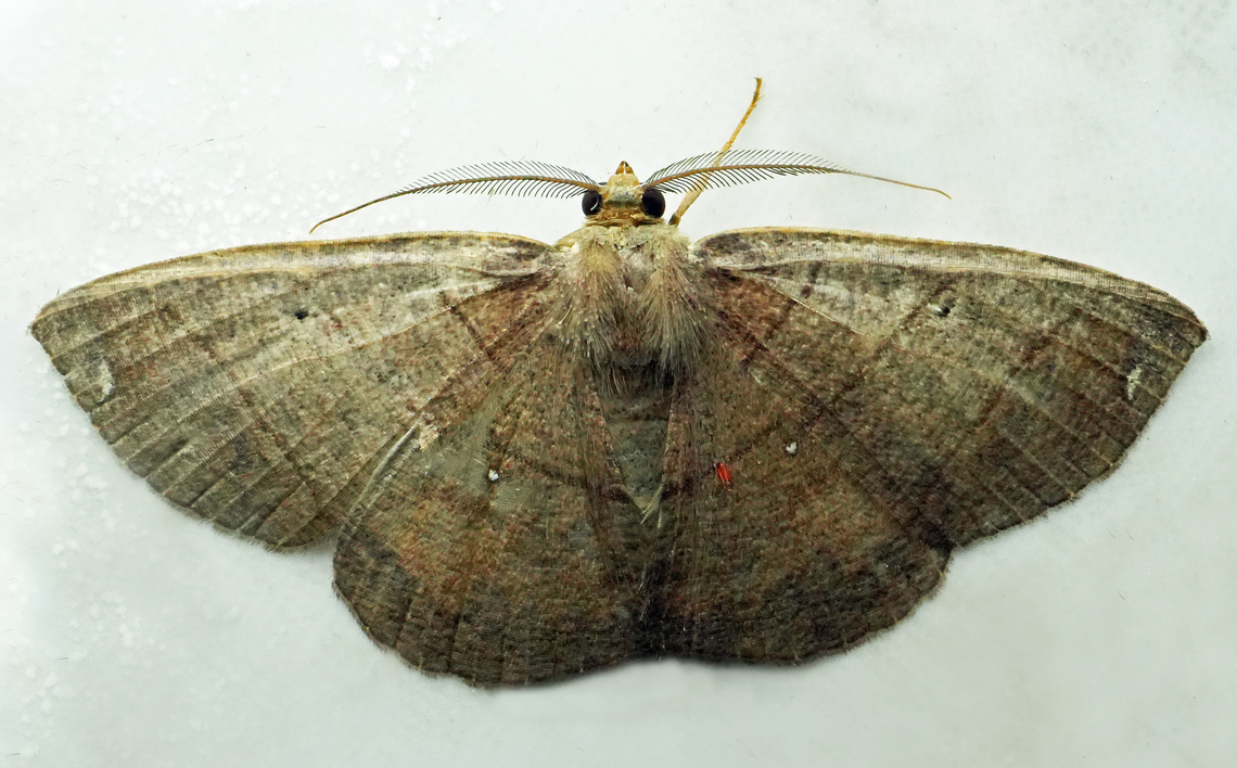 Thysanopyga subapicalis Valle del Cauca<br />
2100m Thysanopyga subapicalis