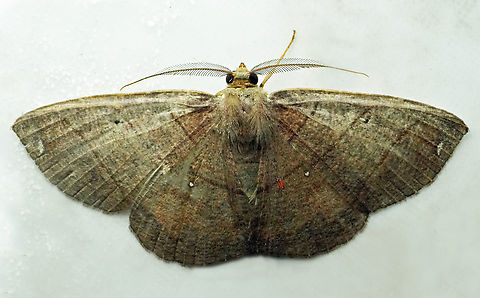 Thysanopyga subapicalis Valle del Cauca
2100m Thysanopyga subapicalis