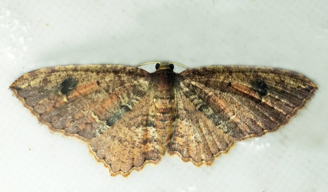 Eois cinerascens Valle del Cauca<br />
2100m Eois cinerascens