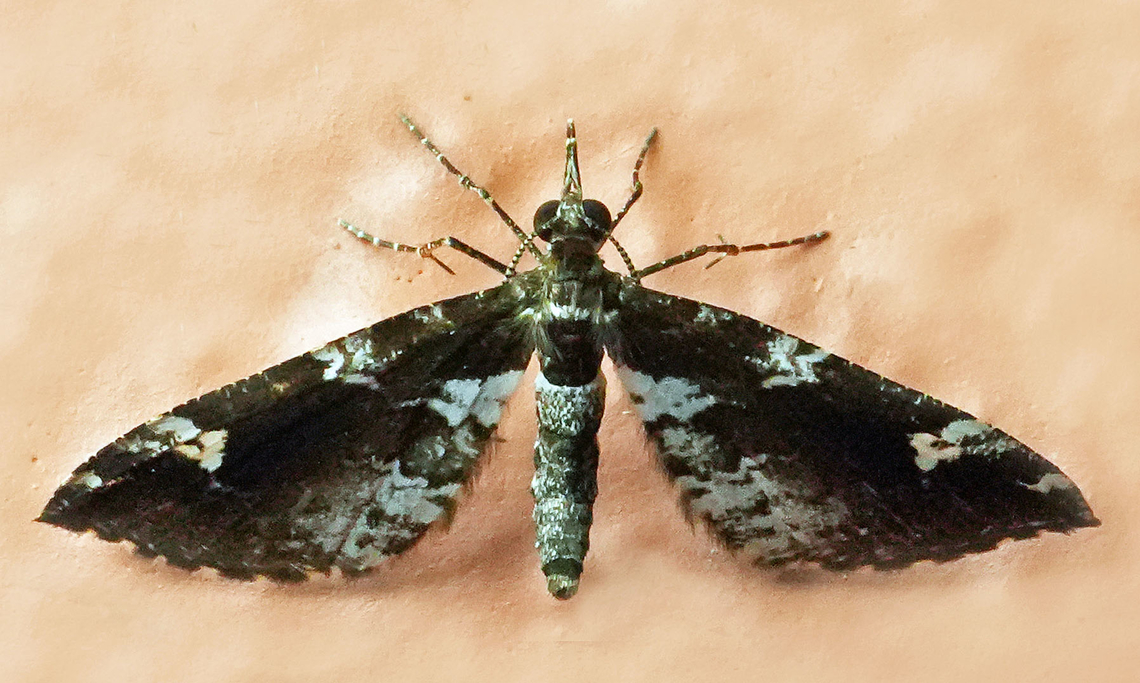 Psaliodes confusa Valle del Cauca<br />
2100m Psaliodes confusa