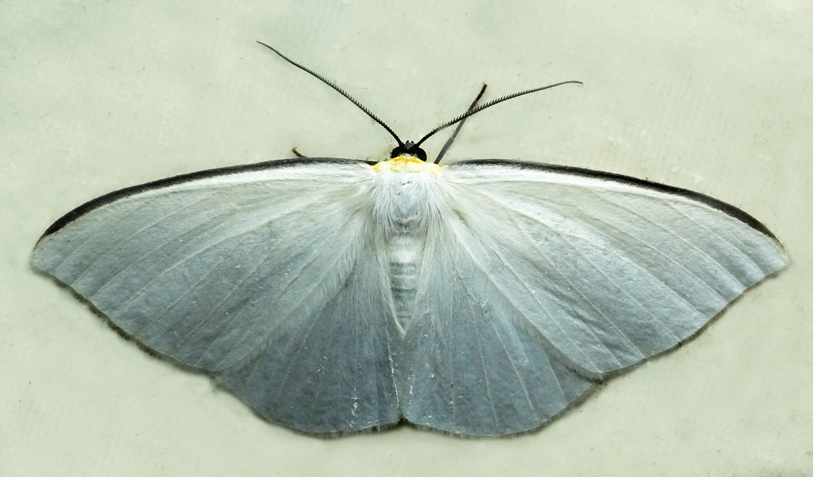 Carpella innotata Valle del Cauca<br />
2100m Carpella innotata