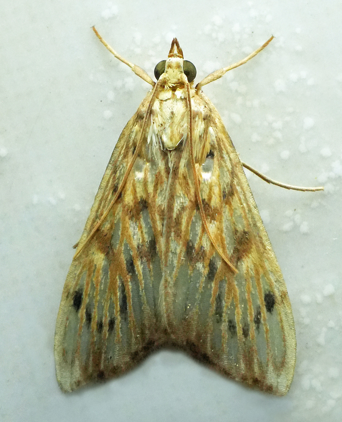 Anania lysanderalis Valle del Cauca<br />
2100m Anania lysanderalis