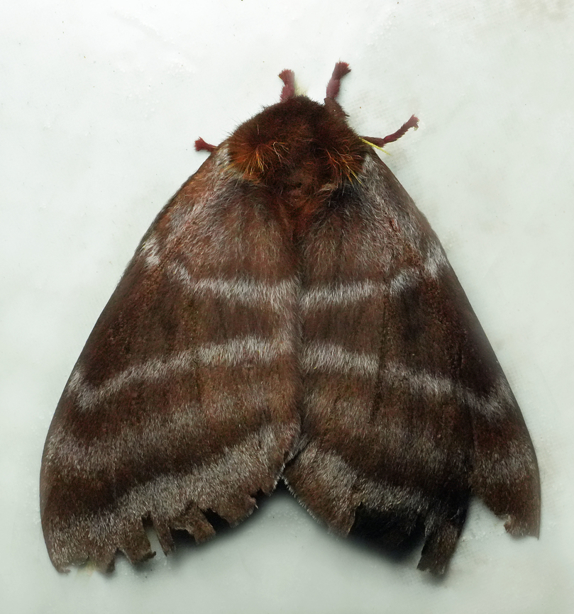 Dirphia confluens Valle del Cauca<br />
2100m Dirphia confluens