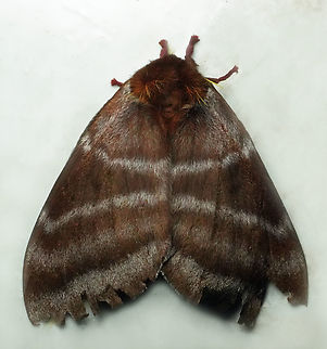 Dirphia confluens Valle del Cauca
2100m Dirphia confluens