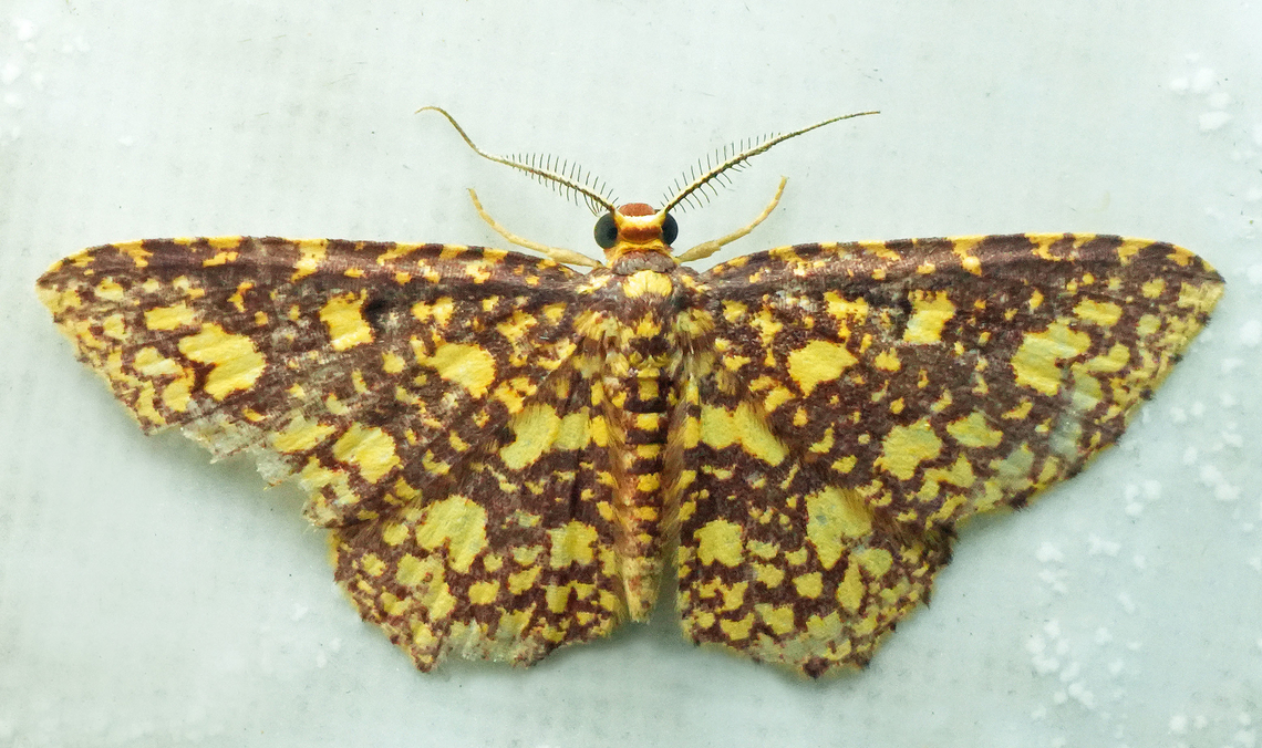 Eois reticulata Valle del Cauca<br />
2100m Eois reticulata