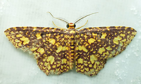 Eois reticulata Valle del Cauca
2100m Eois reticulata