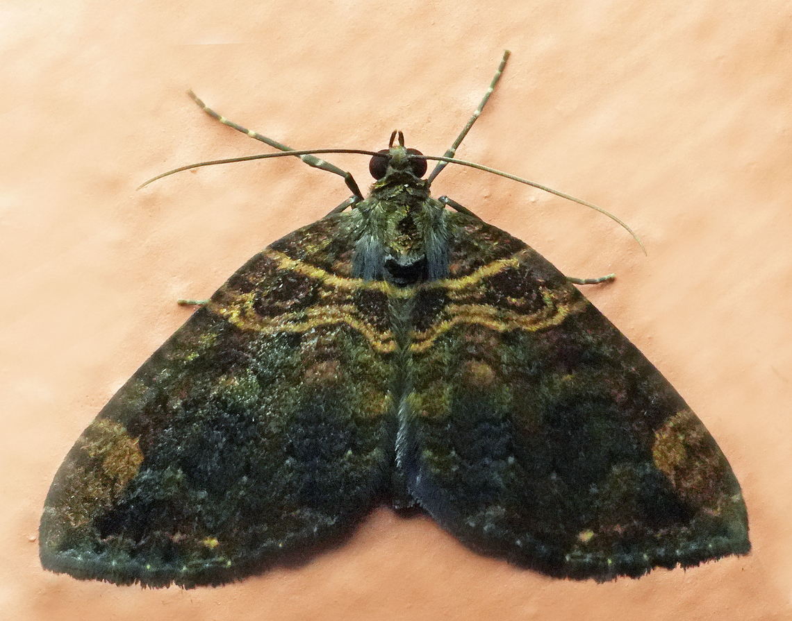 Euphyia maxima Valle del Cauca<br />
2100m