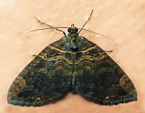 Euphyia maxima Valle del Cauca
2100m