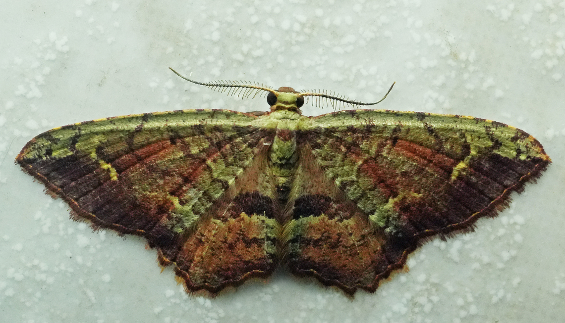 Eois pallidicosta Valle del Cauca<br />
2100m Eois pallidicosta