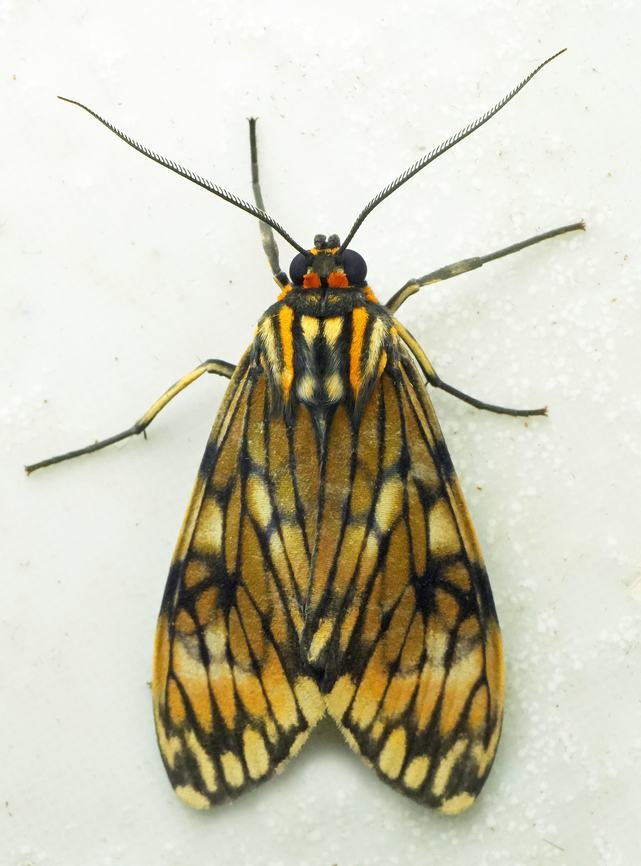 Theages flavicaput Valle del Cauca<br />
2100m Eucereon flavicaput