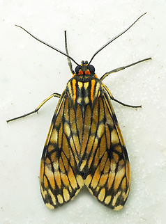 Theages flavicaput Valle del Cauca
2100m Eucereon flavicaput