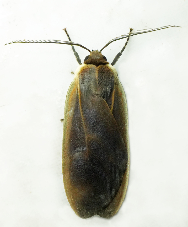 Onythes roseidorsata Valle del Cauca<br />
2100m Onythes roseidorsata