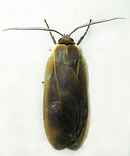 Onythes roseidorsata Valle del Cauca
2100m Onythes roseidorsata