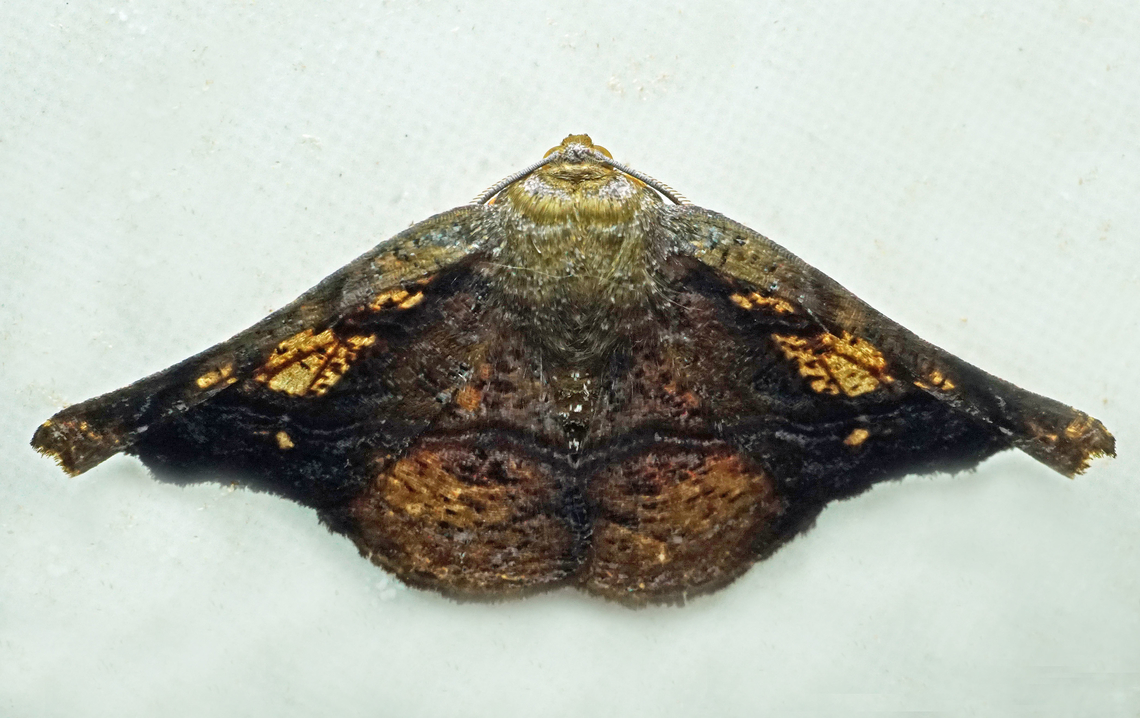 Acrotomodes lindae Valle del Cauca<br />
2100m Acrotomodes lindae