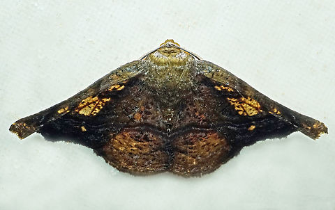 Acrotomodes lindae Valle del Cauca
2100m Acrotomodes lindae