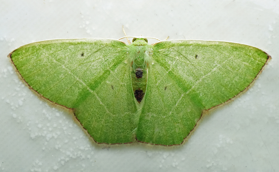 Nemoria cosmeta Valle del Cauca<br />
2100m Nemoria cosmeta