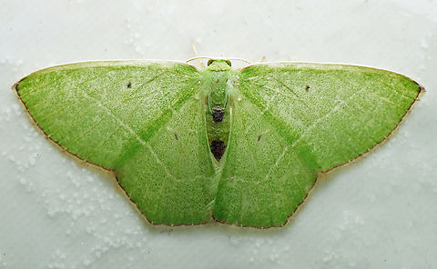 Nemoria cosmeta Valle del Cauca
2100m Nemoria cosmeta