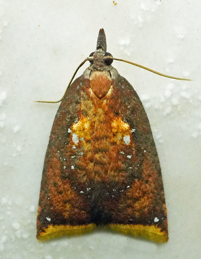 Sparganothis geminorum Valle del Cauca<br />
2100m Sparganopseustis geminorum