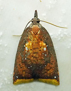 Sparganothis geminorum Valle del Cauca
2100m Sparganopseustis geminorum