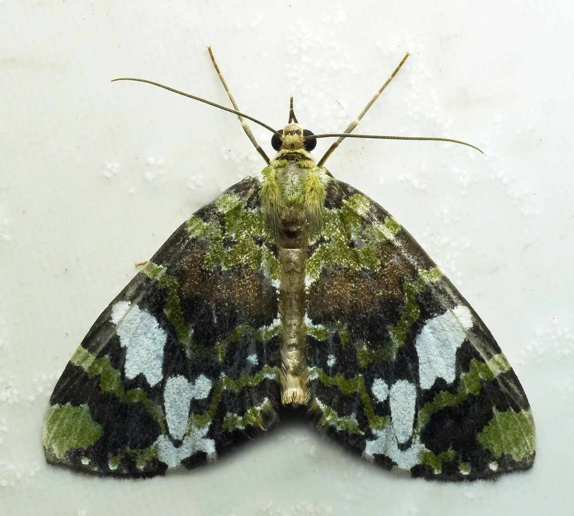 Hydriomena polyphonta Valle frl Cauca<br />
2100m Hydriomena polyphonta