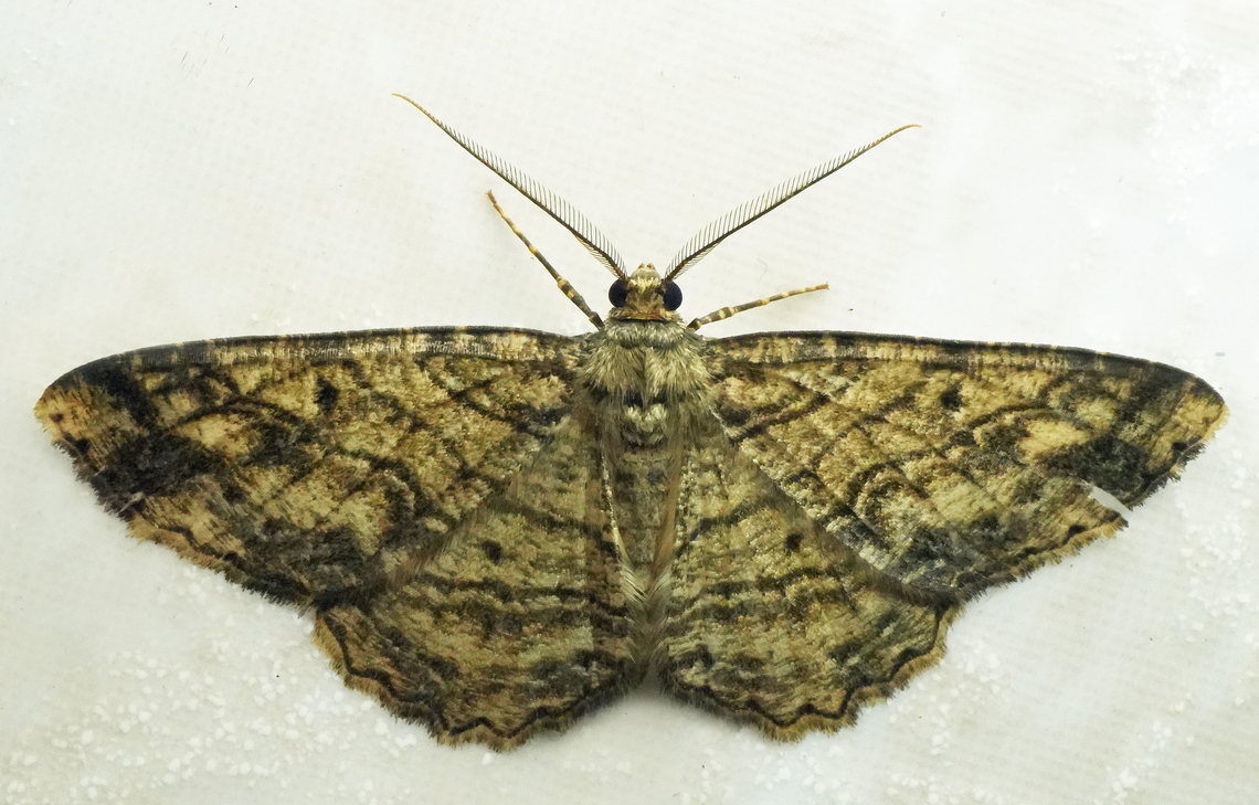 Melanolophia perversa Valle del Cauca<br />
2100m Melanolophia perversa