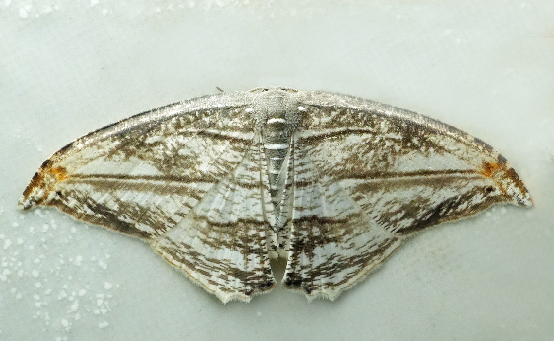 Morphomima fulvivacta Valle del Cauca<br />
2100m Morphomima fulvivacta