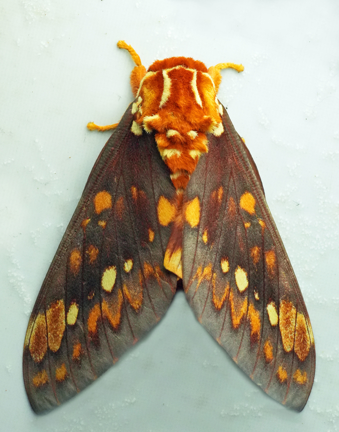 Citheronia andina Valle del Cauca<br />
2100m Citheronia andina