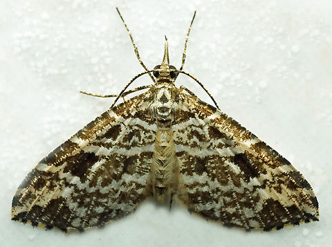 Psaliodes interstrata Valle del Cauca
2100m Psaliodes interstrata