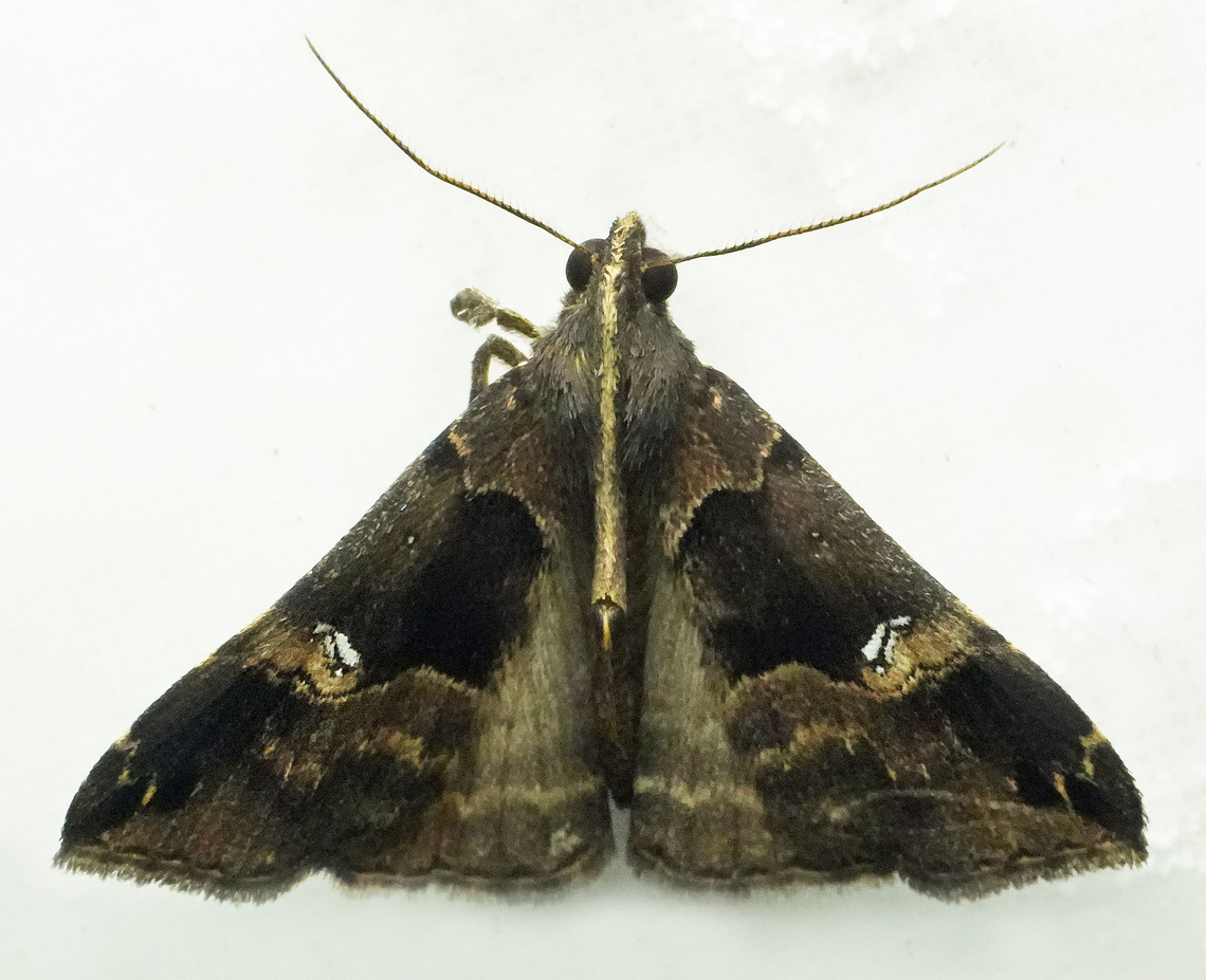 Scopifera falsirenalis Valle del Cauca Scopifera falsirenalis