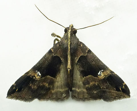 Scopifera falsirenalis Valle del Cauca Scopifera falsirenalis