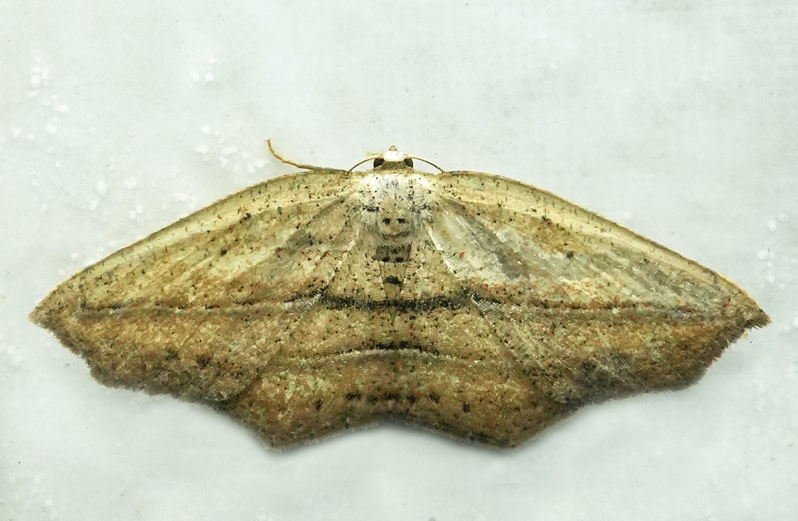 Mesedra confinis Valle del Cauca Mesedra confinis