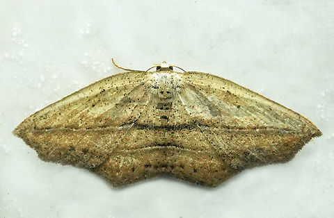 Mesedra confinis Valle del Cauca Mesedra confinis