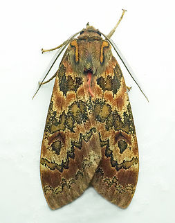 Amastus flavicauda Valle del Cauca Amastus flavicauda