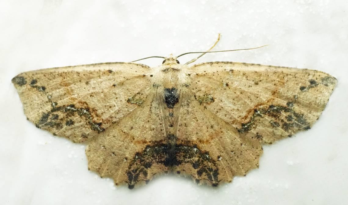 Isochromodes atristicta Valle del Cauca Isochromodes atristicta