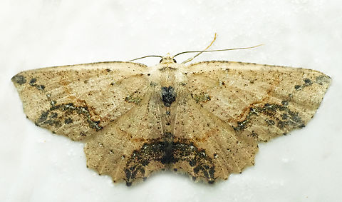 Isochromodes atristicta Valle del Cauca Isochromodes atristicta