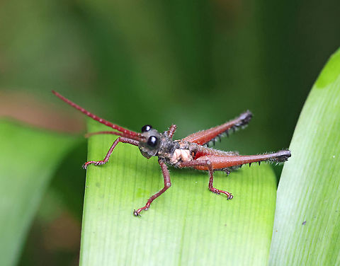 Driphilacris tuberosa Valle del Cauca Driphilacris tuberosa