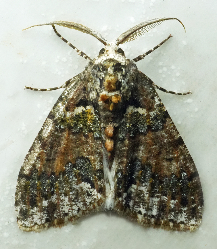 Cargolia pruna Valle del Cauca Cargolia pruna