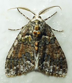 Cargolia pruna Valle del Cauca Cargolia pruna