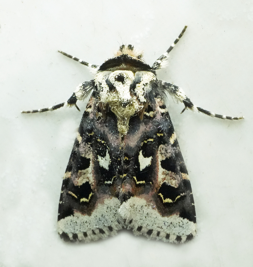 Dargida albifluviata Valle del Cauca Dargida albifluviata