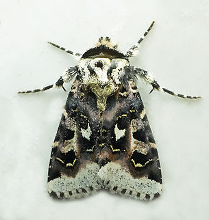 Dargida albifluviata Valle del Cauca Dargida albifluviata