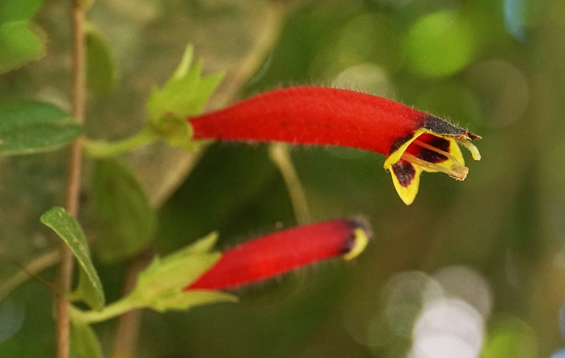Columnea antiocana Valle del Cauca Columnea antiocana