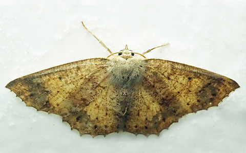 Isochromodes extimara Valle del Cauca Isochromodes extimara